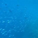 ジューンブライド新婚旅行、日本人に人気なモルディブに見るサンゴ礁