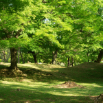 NHKあさイチ！で放送された奈良公園の名物・鹿せんべいに見る自然史