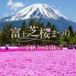 富士山の芝桜は富士芝桜まつり!住所地図と時期はずれ割引は?